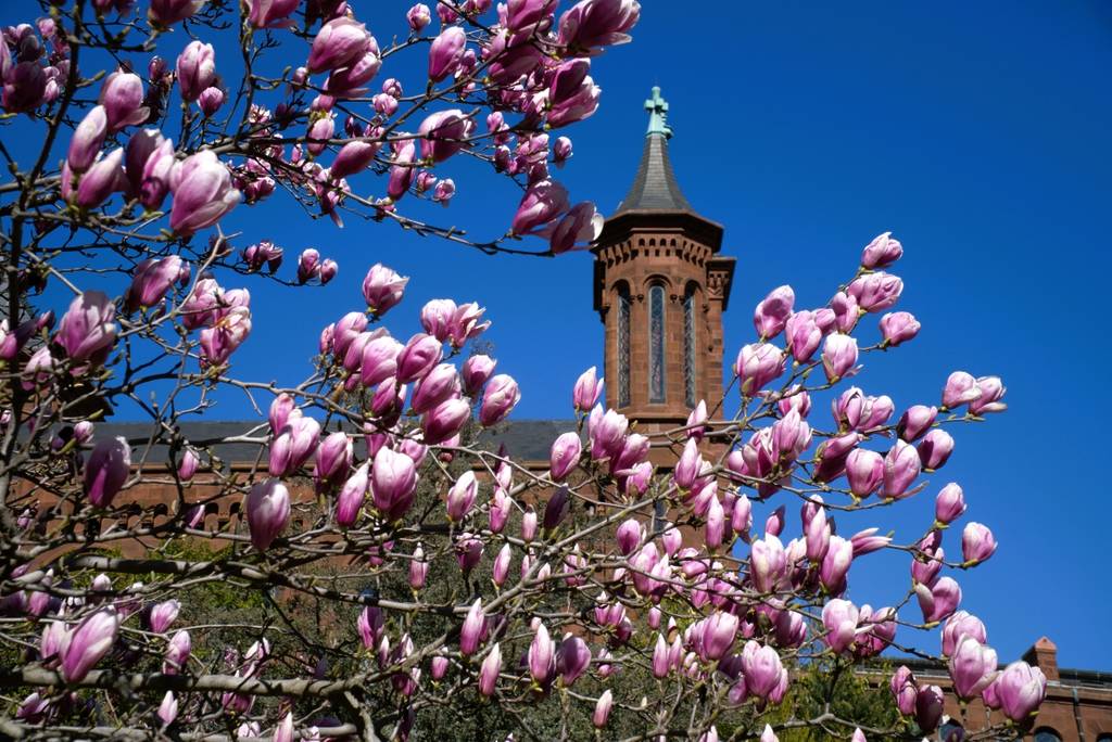 magnolias at The Enid A. Haupt Garden at the Smithsonian Castle