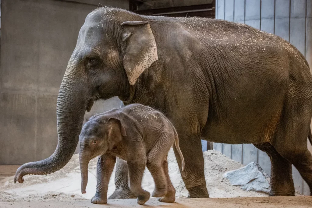 The Smithsonian’s National Zoo Has Announced The Public Debut Date For Linh Mai, The Zoo’s New Asian Elephant Calf