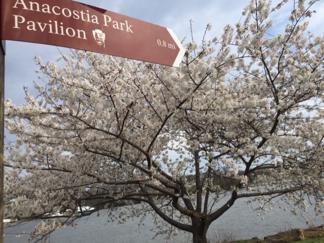 anacostia park cherry blossoms