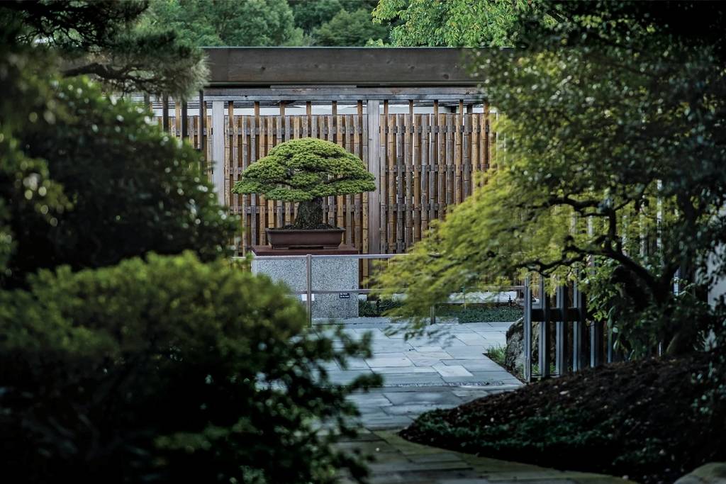 The Yamaki Pine dc bonsai