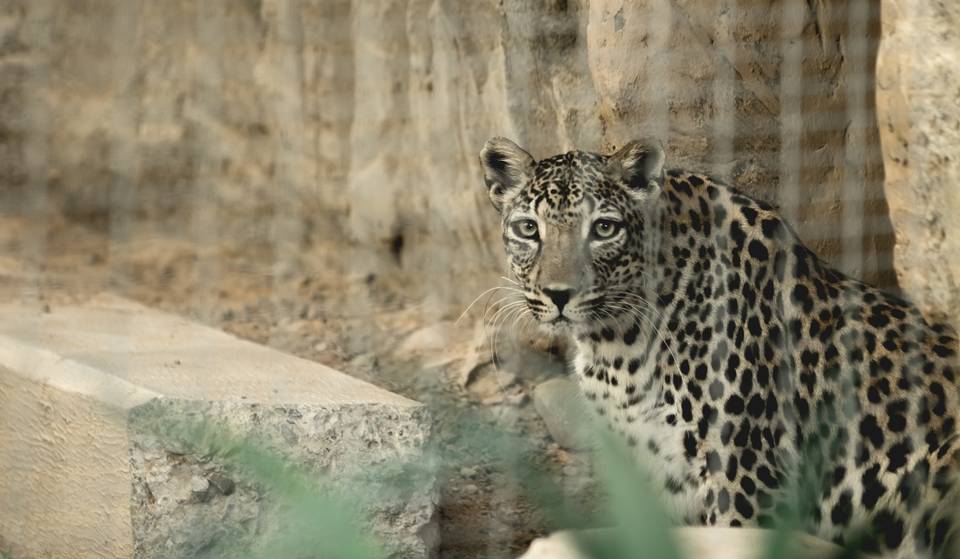 The Smithsonian’s National Zoo Just Received Its Largest Donation Ever – Funds Will Go Towards A Brand New Habitat For This Critically Endangered Species
