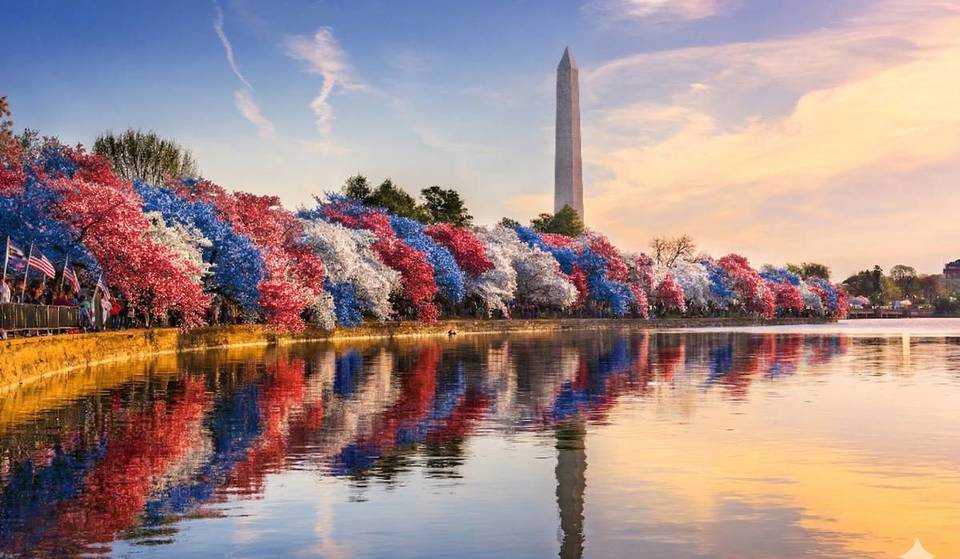[APRIL FOOLS] The Tidal Basin’s Cherry Blossoms To Be ‘Painted’ Red, White, &amp; Blue Over Memorial Day Weekend For America’s 250th Birthday