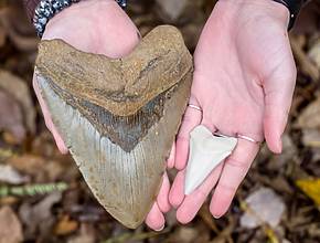 Maryland Designates The Megalodon As Its Official State Shark — Here Are The Beaches Where You Can Still Find Fossilized Shark Teeth That Are Bigger Than Your Hand
