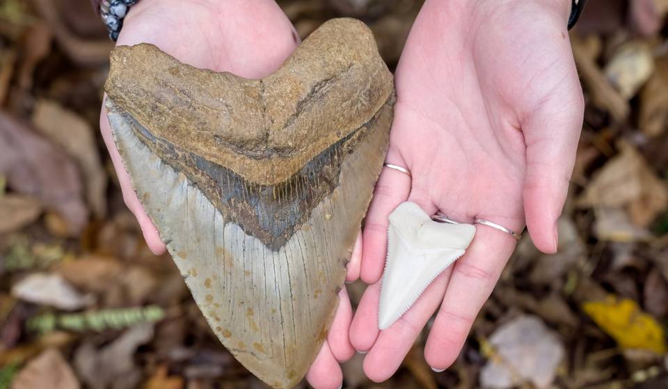 Maryland Designates The Megalodon As Its Official State Shark — Here Are The Beaches Where You Can Still Find Fossilized Shark Teeth That Are Bigger Than Your Hand