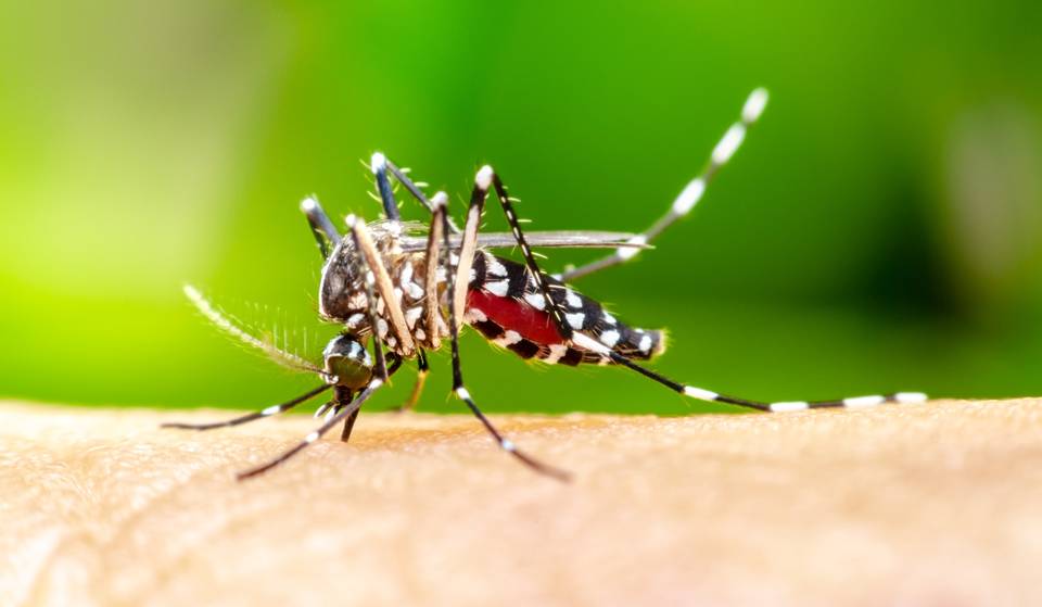 Washington, D.C. ranked among America’s worst mosquito cities in Orkin’s 2026 report