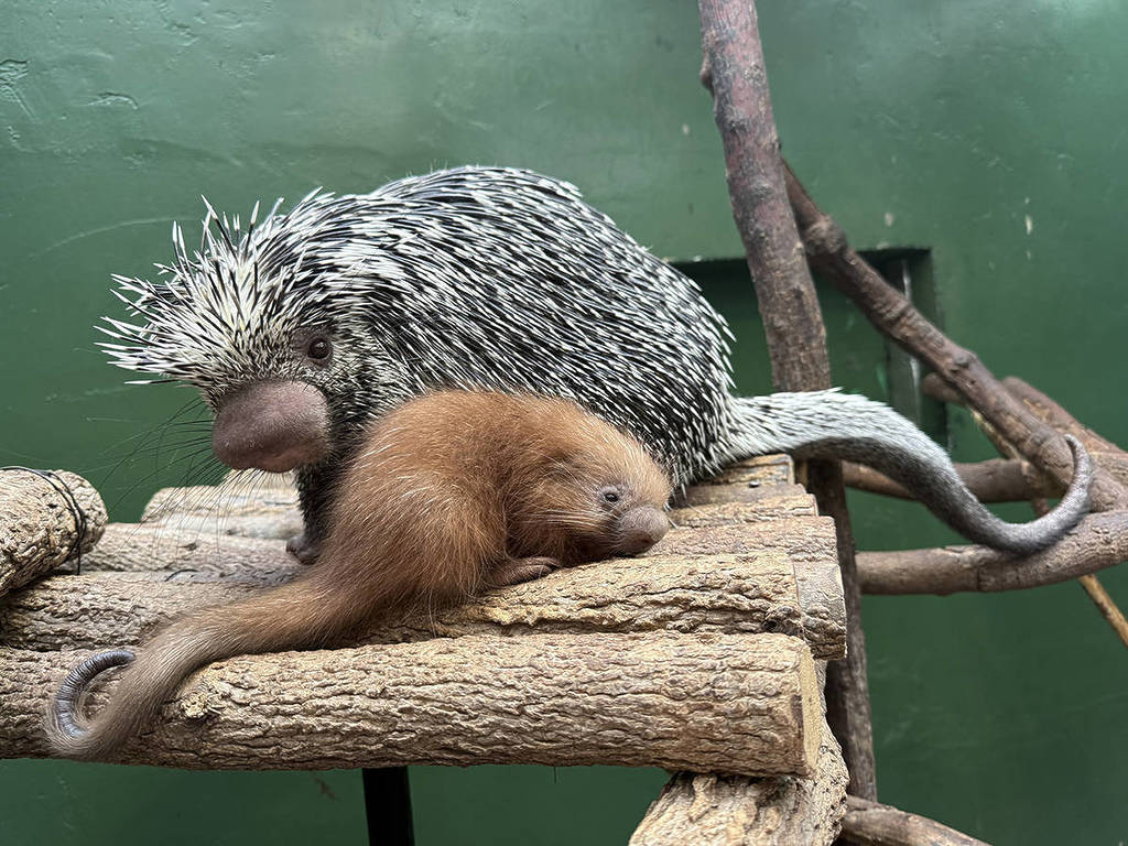 Prehensile-tailed Porcupette and mom Beatrix