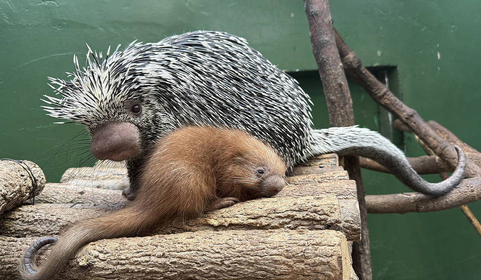 A rare baby porcupette was just born at D.C.’s National Zoo — and it already has visitors obsessed