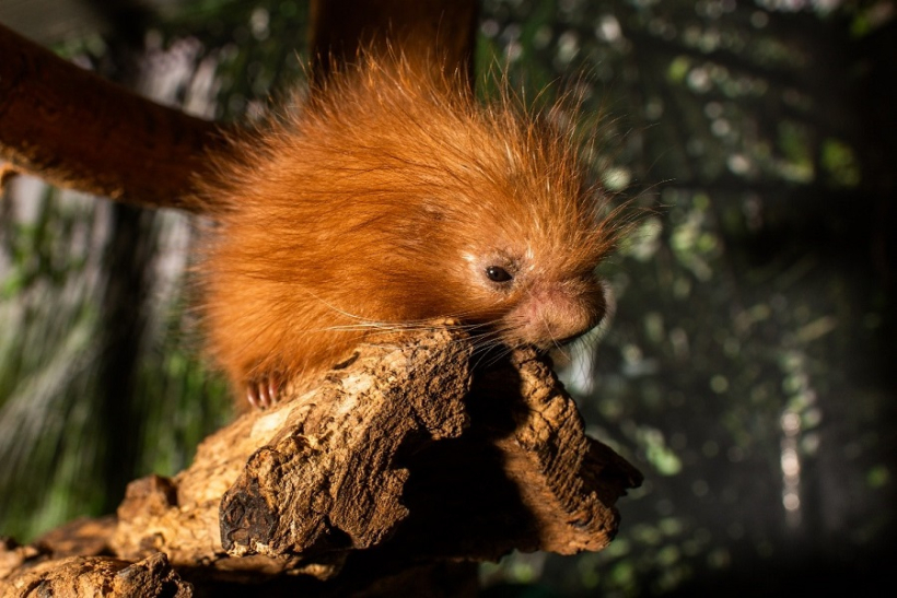 porcupette