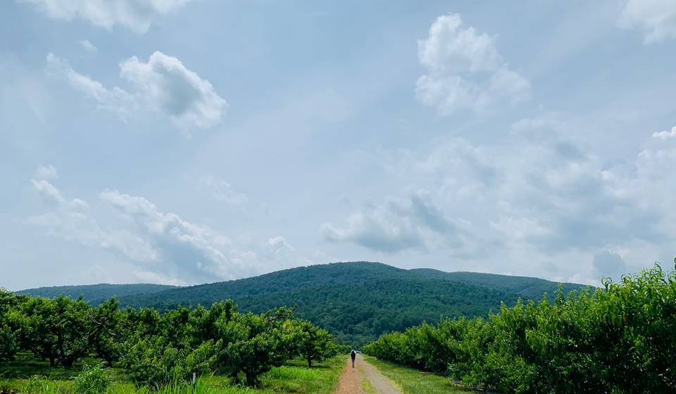 This stunning mountain orchard 2.5 hours from DC is throwing a free summer festival—and activity tickets are only $1