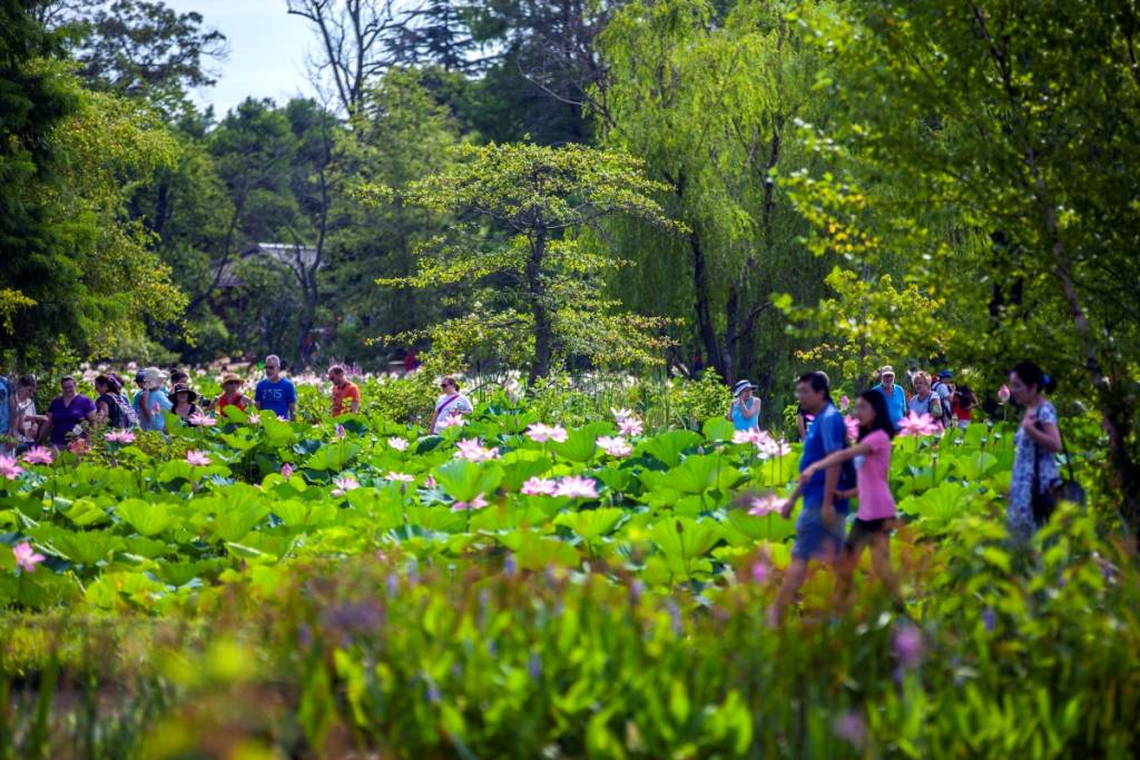 Lotus and Water Lily Festival at Kenilworth Park & Aquatic Gardens