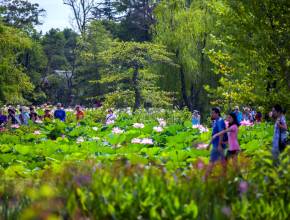 The free Lotus and Water Lily Festival brings peak blooms, live performances, wellness activities, and family-friendly fun to Washington, D.C. this weekend