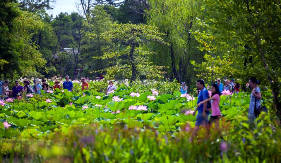 The free Lotus and Water Lily Festival brings peak blooms, live performances, wellness activities, and family-friendly fun to Washington, D.C. this weekend