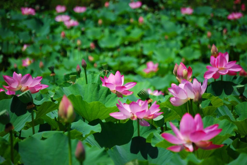 Lotus Festival at Kenilworth Park & Aquatic Gardens