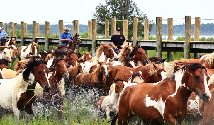 Virginia’s iconic Chincoteague Pony Swim returns this month as the Saltwater Cowboys lead the 101st annual crossing