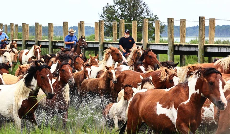 Virginia’s iconic Chincoteague Pony Swim returns this month as the Saltwater Cowboys lead the 101st annual crossing