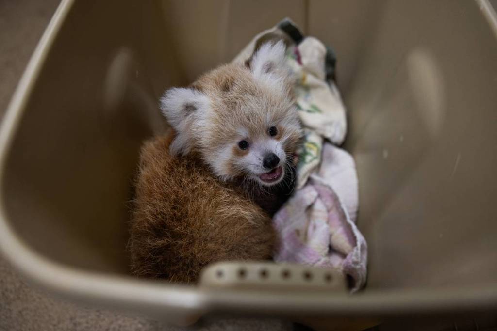 national zoo red panda cubs