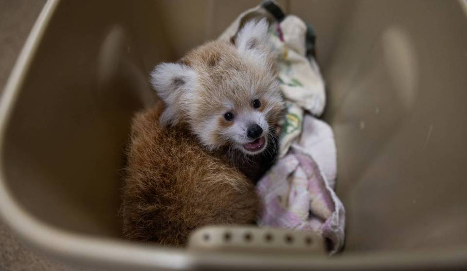 Three red panda cubs were just born at the National Zoo’s Conservation Campus