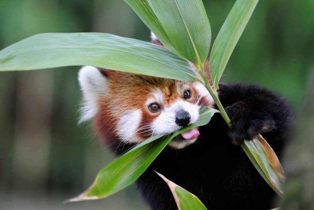 Smithsonian’s Conservation Biology Institute