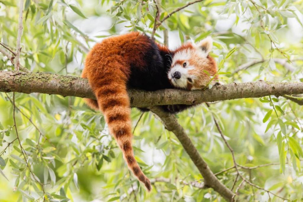 national zoo red pandas