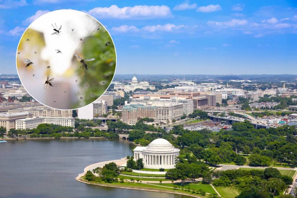 Washington, D.C. has been named the buggiest city in America