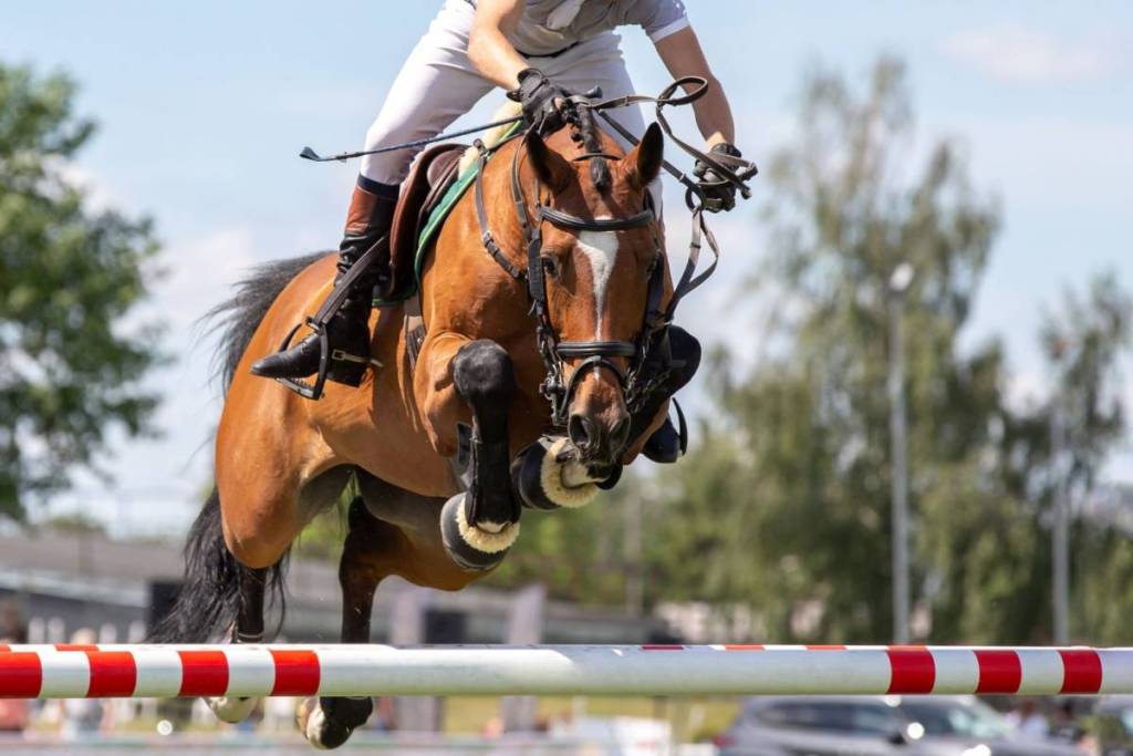 Montpelier Hunt Races