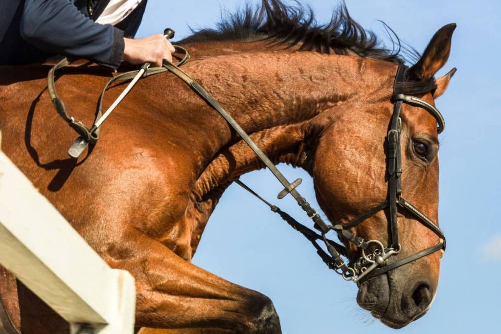 The International Gold Cup