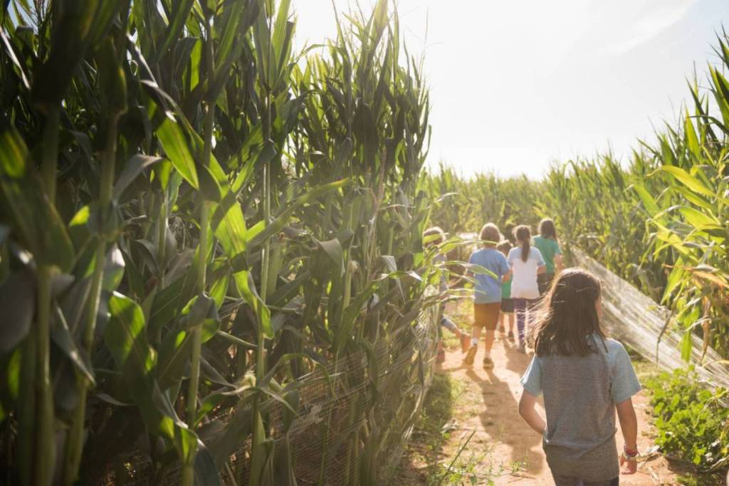 wayside farm fun