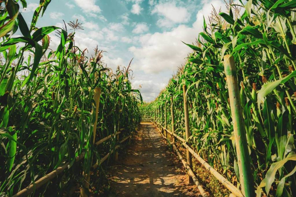 corn maze near dc