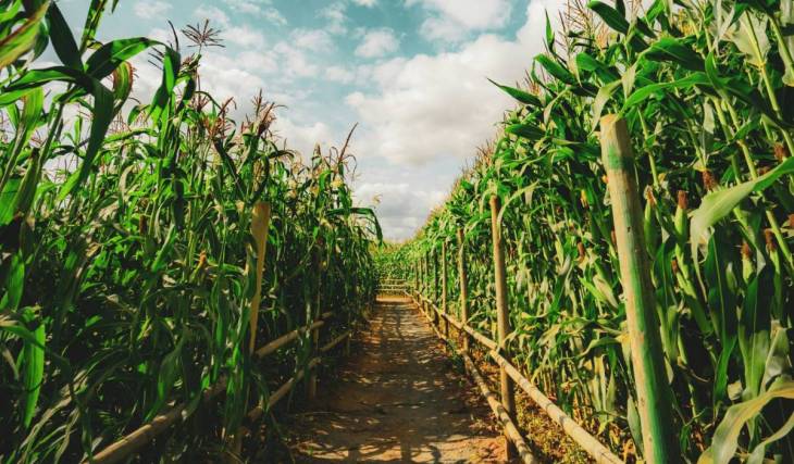 10 corn mazes near D.C. to visit this fall