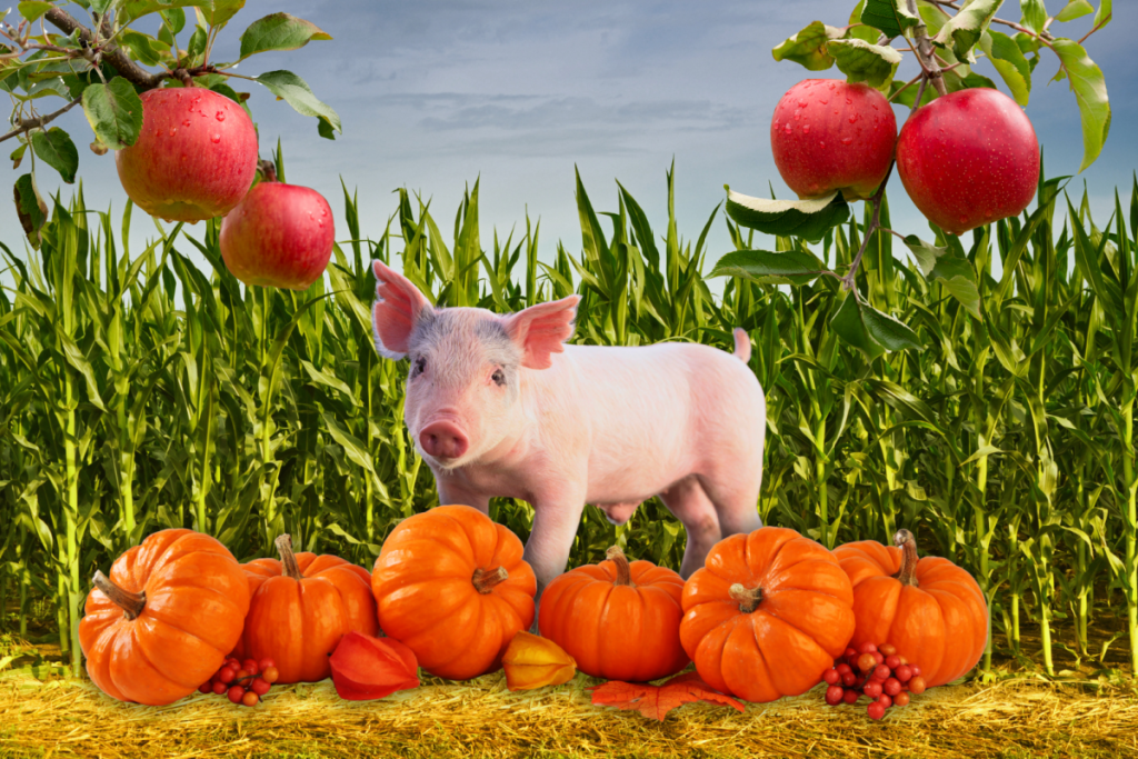 Great Country Farms fall festival