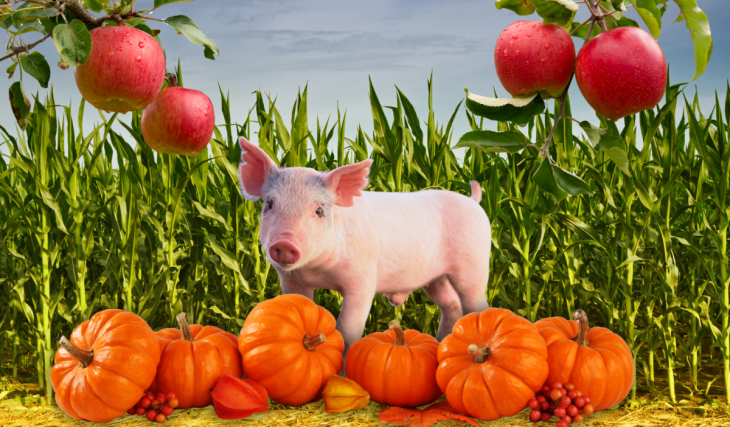 Great Country Farms is bringing back apple picking, pig races and more fall fun near D.C.