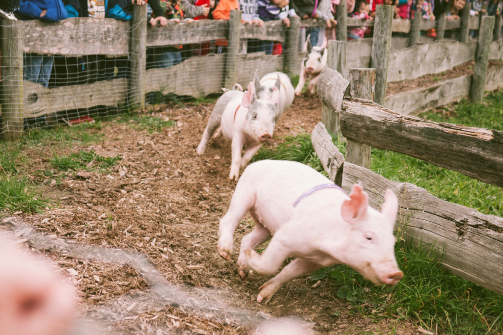 great country farms pig race