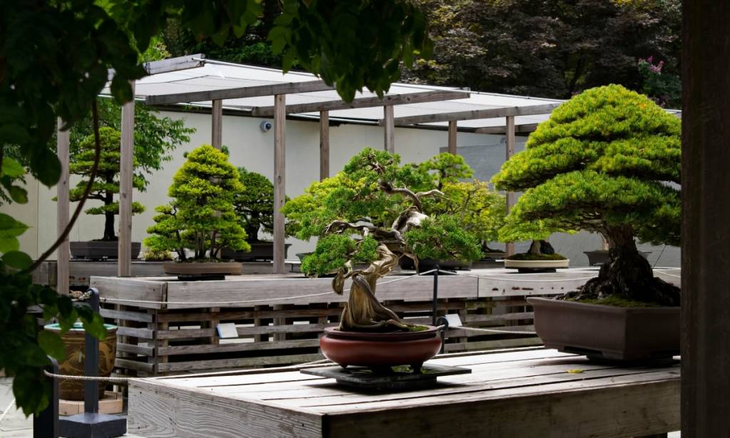 The National Bonsai & Penjing Museum