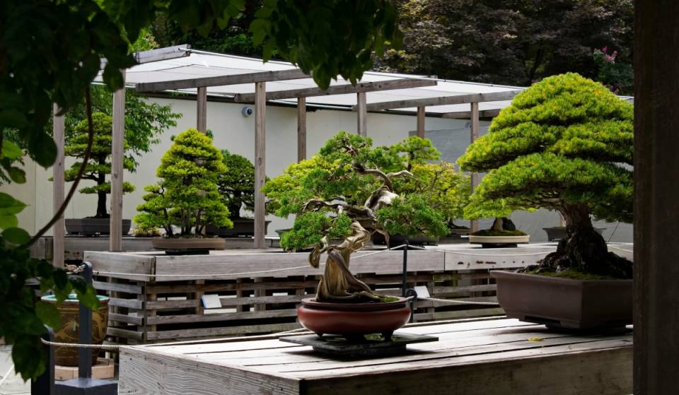 One of the District’s most underrated museums hosts some of the world’s most famous bonsai trees — Some are hundreds of years old and one even survived the atomic bombing of Hiroshima