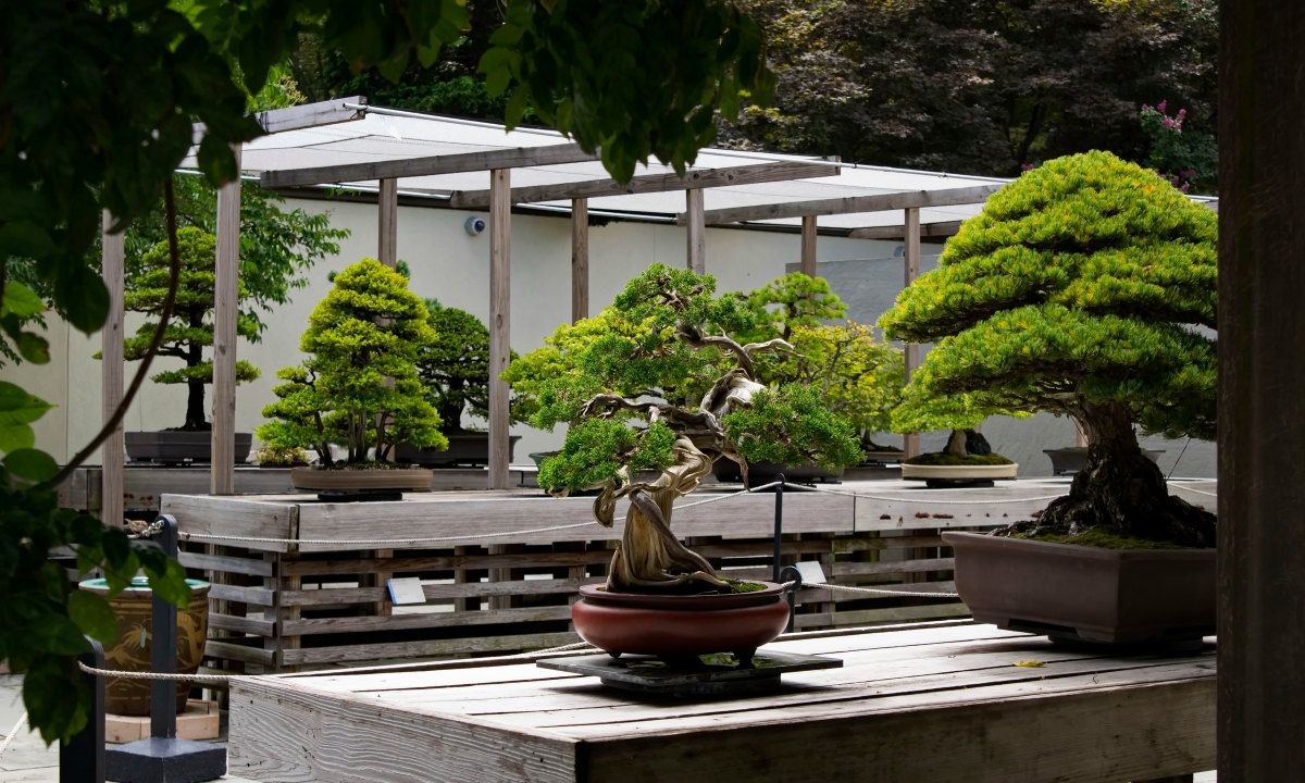One of the District’s most underrated museums hosts some of the world’s most famous bonsai trees — Some are hundreds of years old and one even survived the atomic bombing of Hiroshima