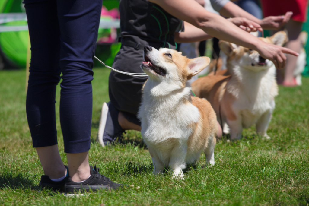 middleburg oktoberfest corgi race