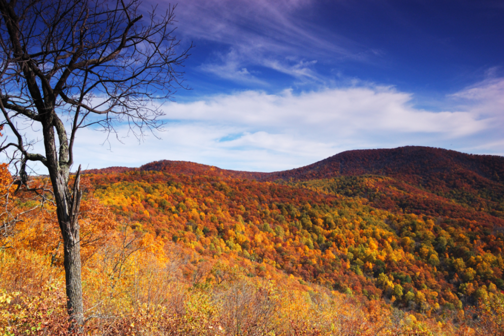 fall scenic route near dc skyline drive
