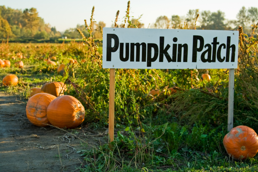 Great Country Farms pumpkin patch