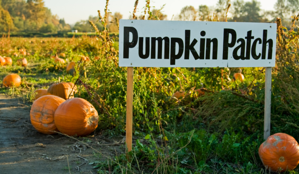 This Virginia farm near D.C. was just named one of America’s best pumpkin patches —