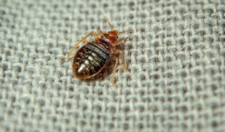 New 2026 study ranks Detroit as a top-5 ‘bed buggiest’ city in America