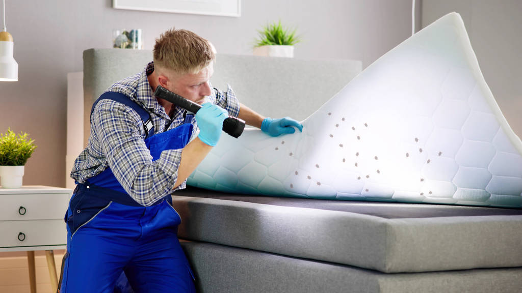 checking for bed bugs detroit