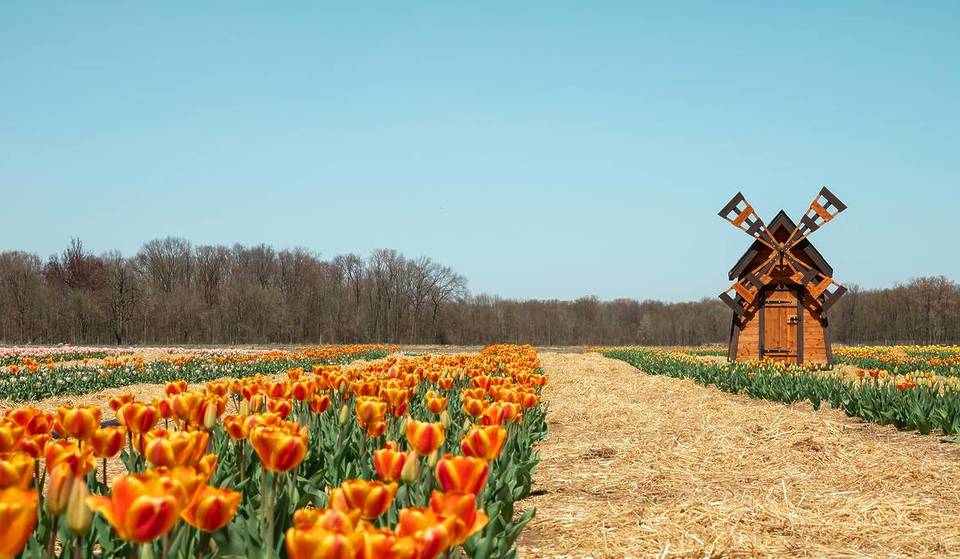 This 800-Acre Farm An Hour From Detroit Is Going To Be Hosting A Flower Festival With Over 100,000 Tulip Blooms In A Few Weeks