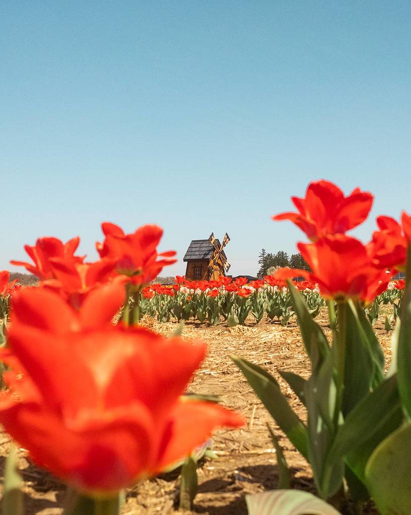 blake's farm tulip festival