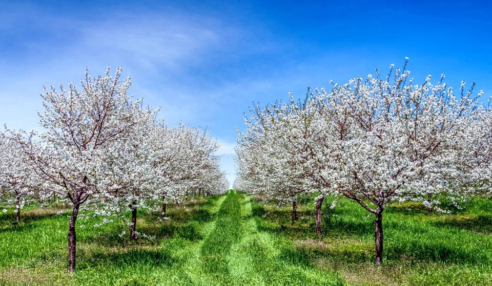This Michigan Town Only A Few Hours From Detroit Is Known As The ‘Cherry Capital Of The World’ And Has Over 2 Million Cherry Trees About To Bloom