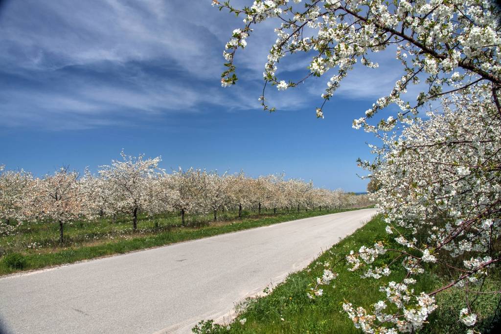 traverse city cherry blossoms