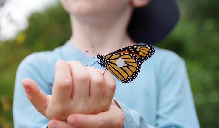 The Largest Tropical Butterfly Exhibit In The Nation Is At This Garden Just A Few Hours from Detroit
