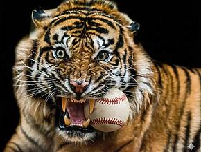 [APRIL FOOLS] The Detroit Zoo’s New Tiger Will Be ‘Throwing’ The First Pitch For The Detroit Tigers’ Home-Opener