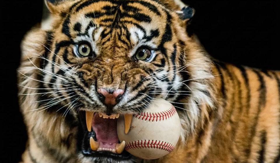 [APRIL FOOLS] The Detroit Zoo’s New Tiger Will Be ‘Throwing’ The First Pitch For The Detroit Tigers’ Home-Opener