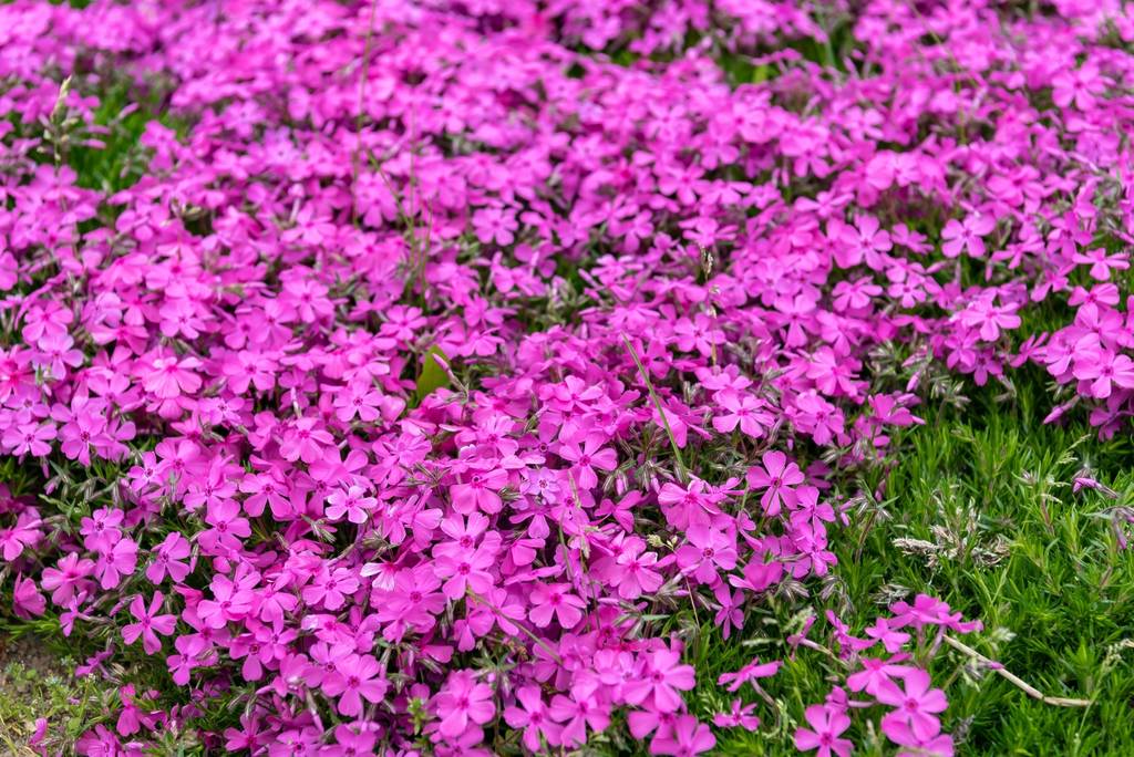 full pink moon phlox