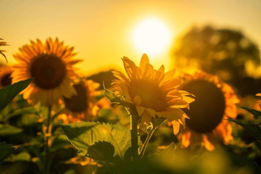 detroit Blake's Sunflower Festival 2026